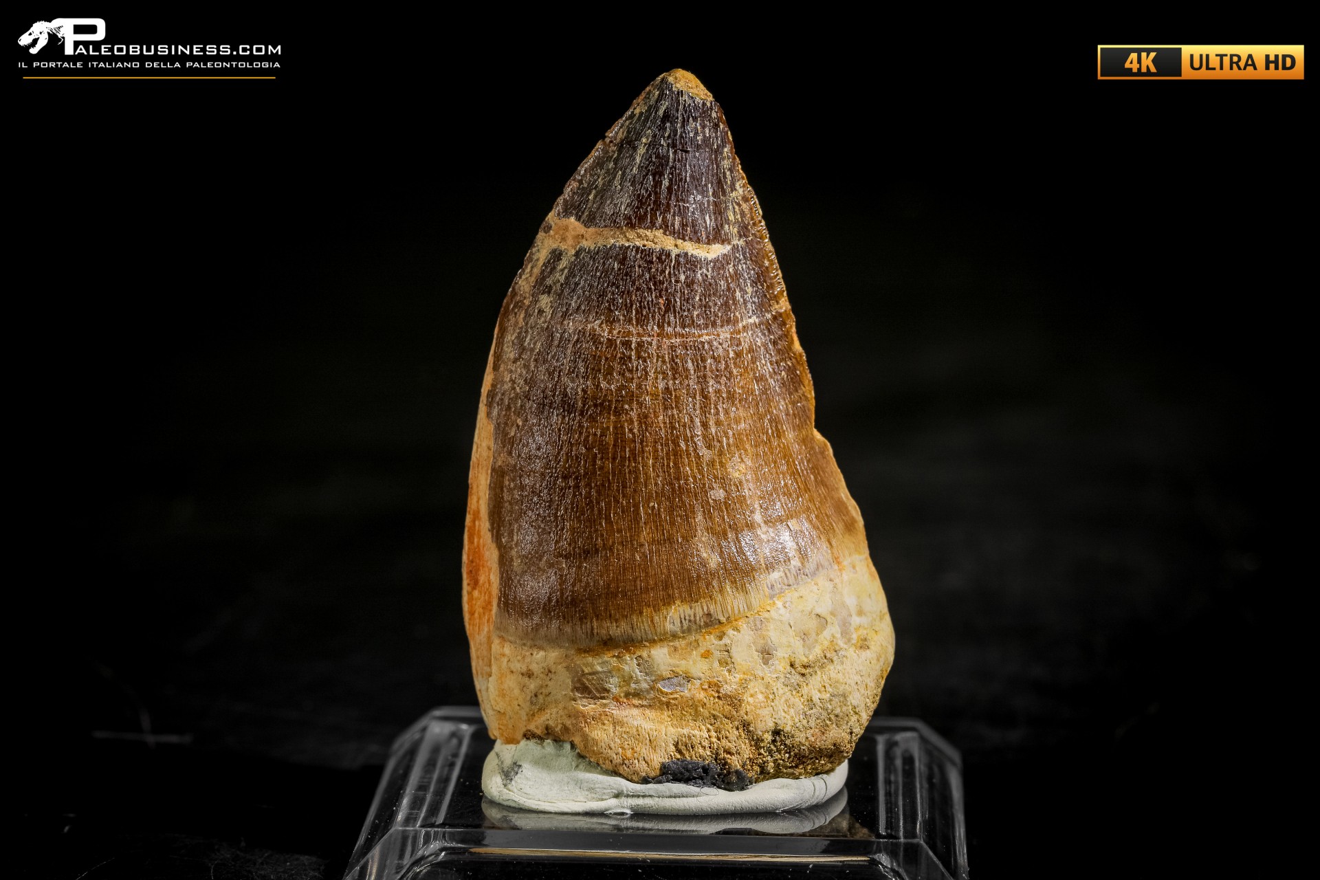 Dente fossile di Mosasaurus sp.