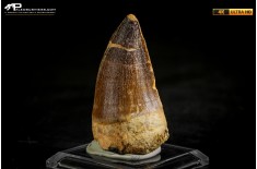 Dente fossile di Mosasaurus sp.