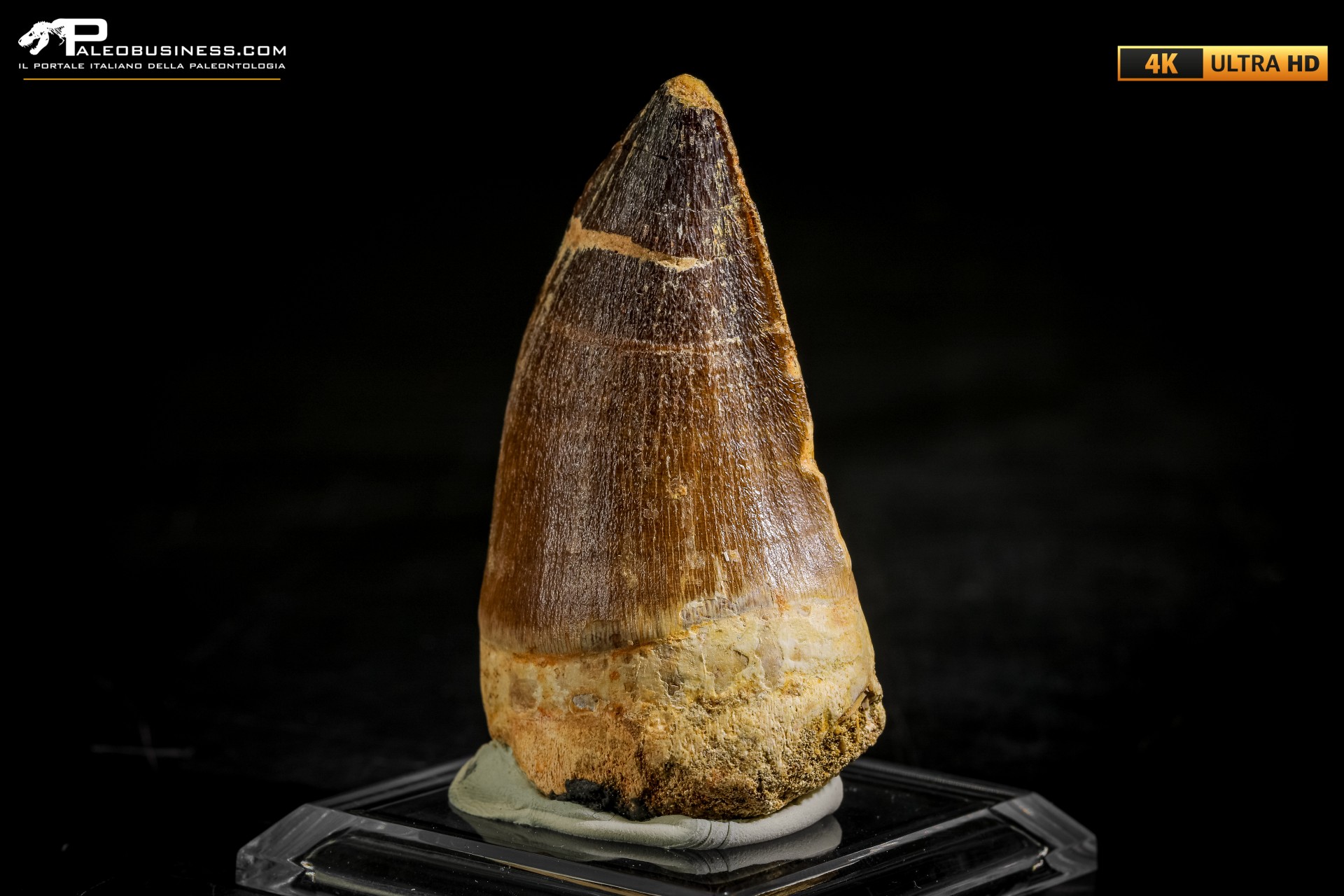 Dente fossile di Mosasaurus sp.