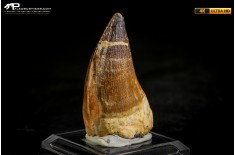 Dente fossile di Mosasaurus sp.