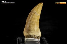 Dente fossile di Mosasaurus sp.