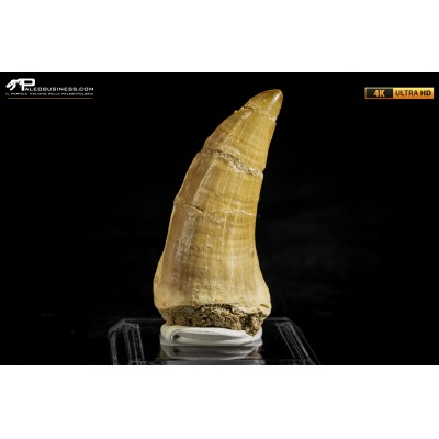 Dente fossile di Mosasaurus sp.