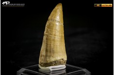 Dente fossile di Mosasaurus sp.