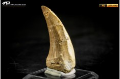 Dente fossile di Mosasaurus sp.