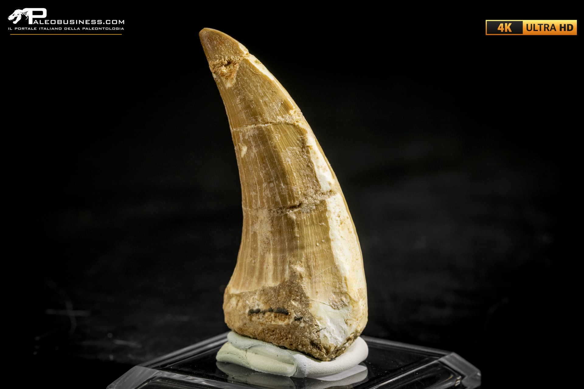 Dente fossile di Mosasaurus sp.