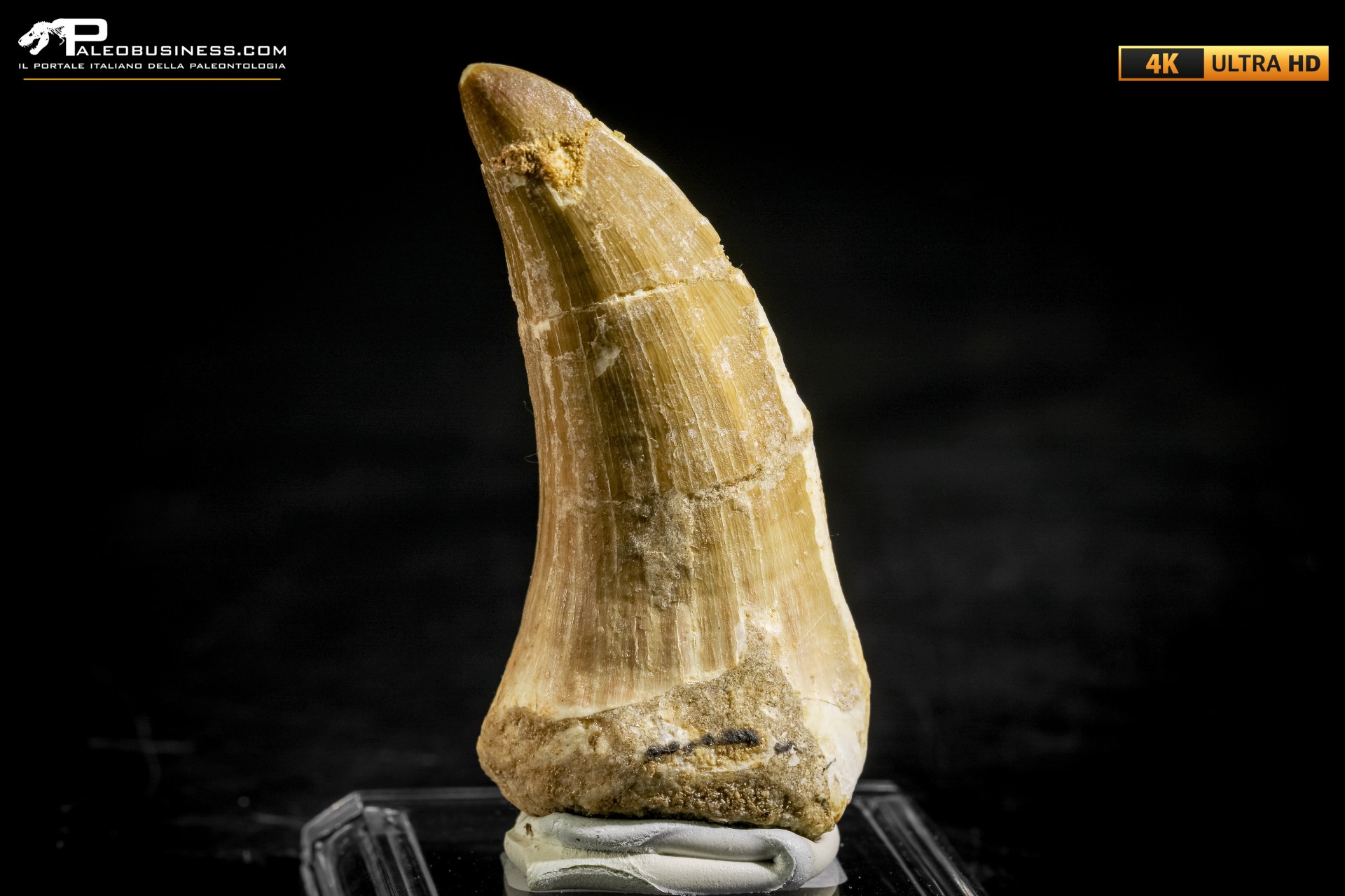 Dente fossile di Mosasaurus sp.