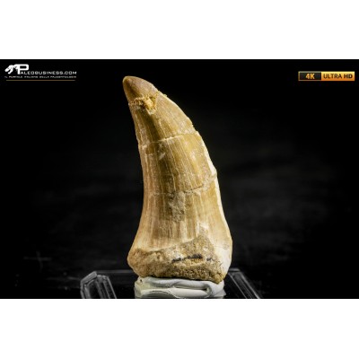 Dente fossile di Mosasaurus sp.