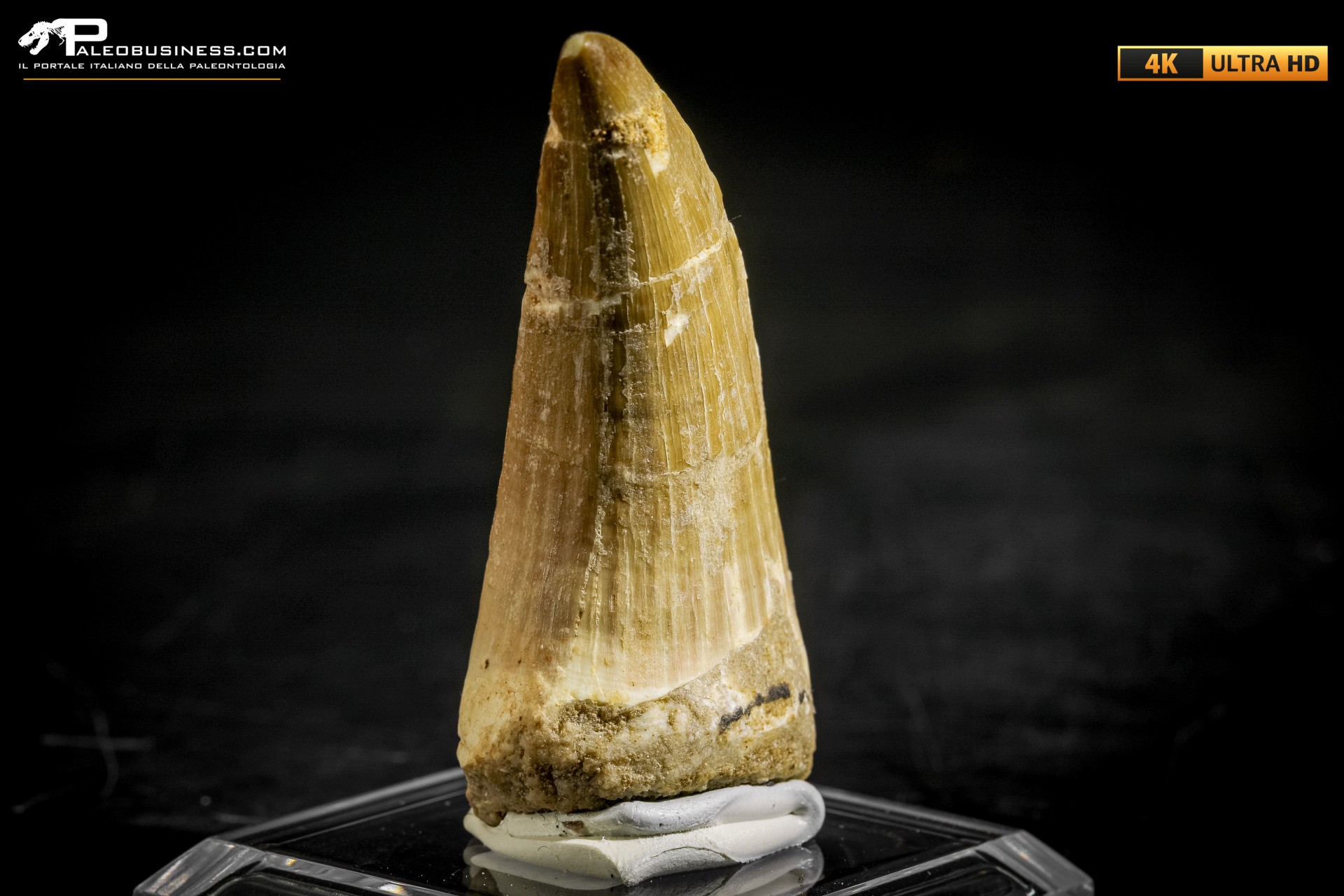 Dente fossile di Mosasaurus sp.