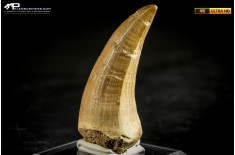 Dente fossile di Mosasaurus sp.