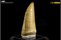 Dente fossile di Mosasaurus sp.