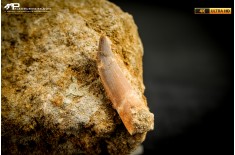 Dente di Zarafasaura oceanis in matrice – Plesiosauro