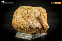 Dente di Zarafasaura oceanis in matrice – Plesiosauro