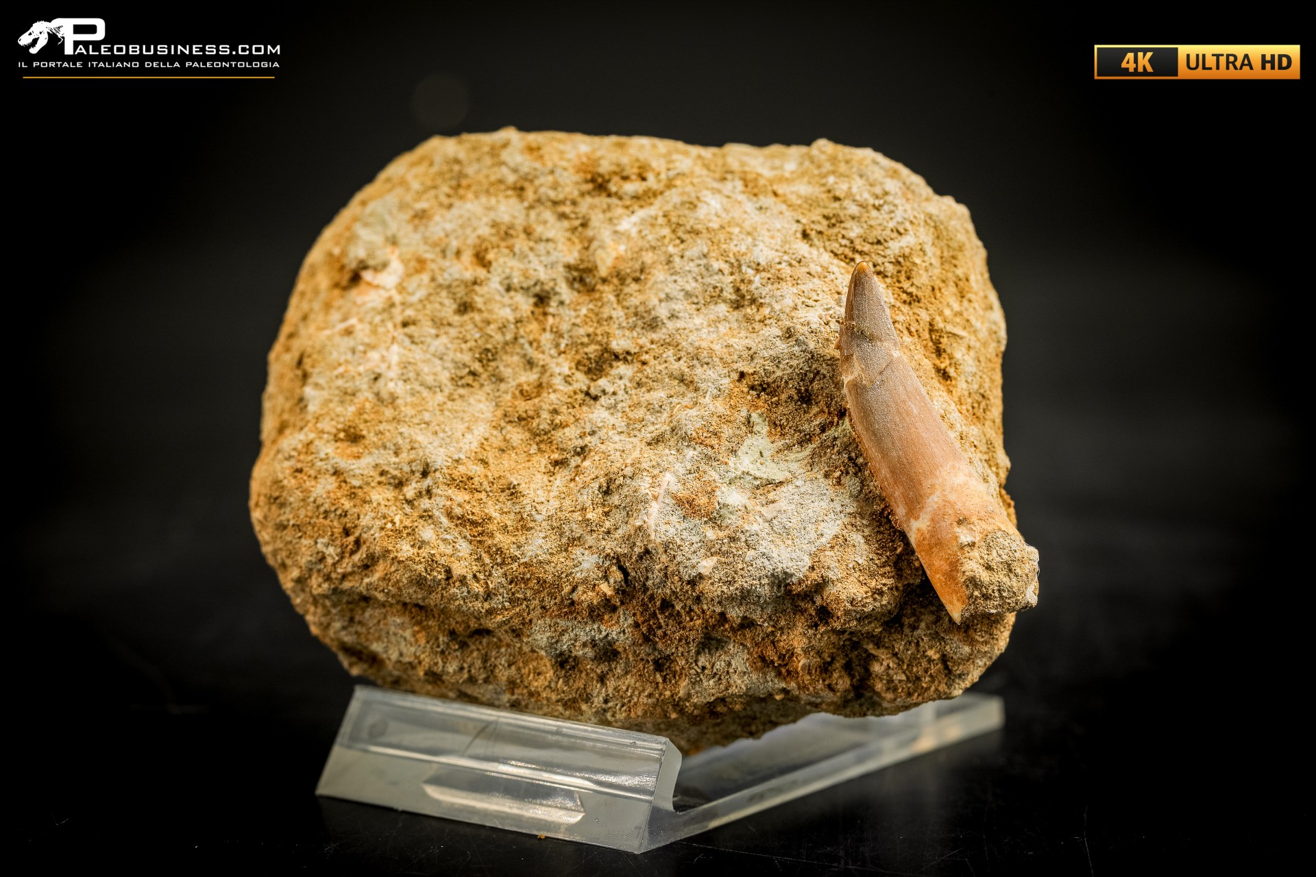 Dente di Zarafasaura oceanis in matrice – Plesiosauro