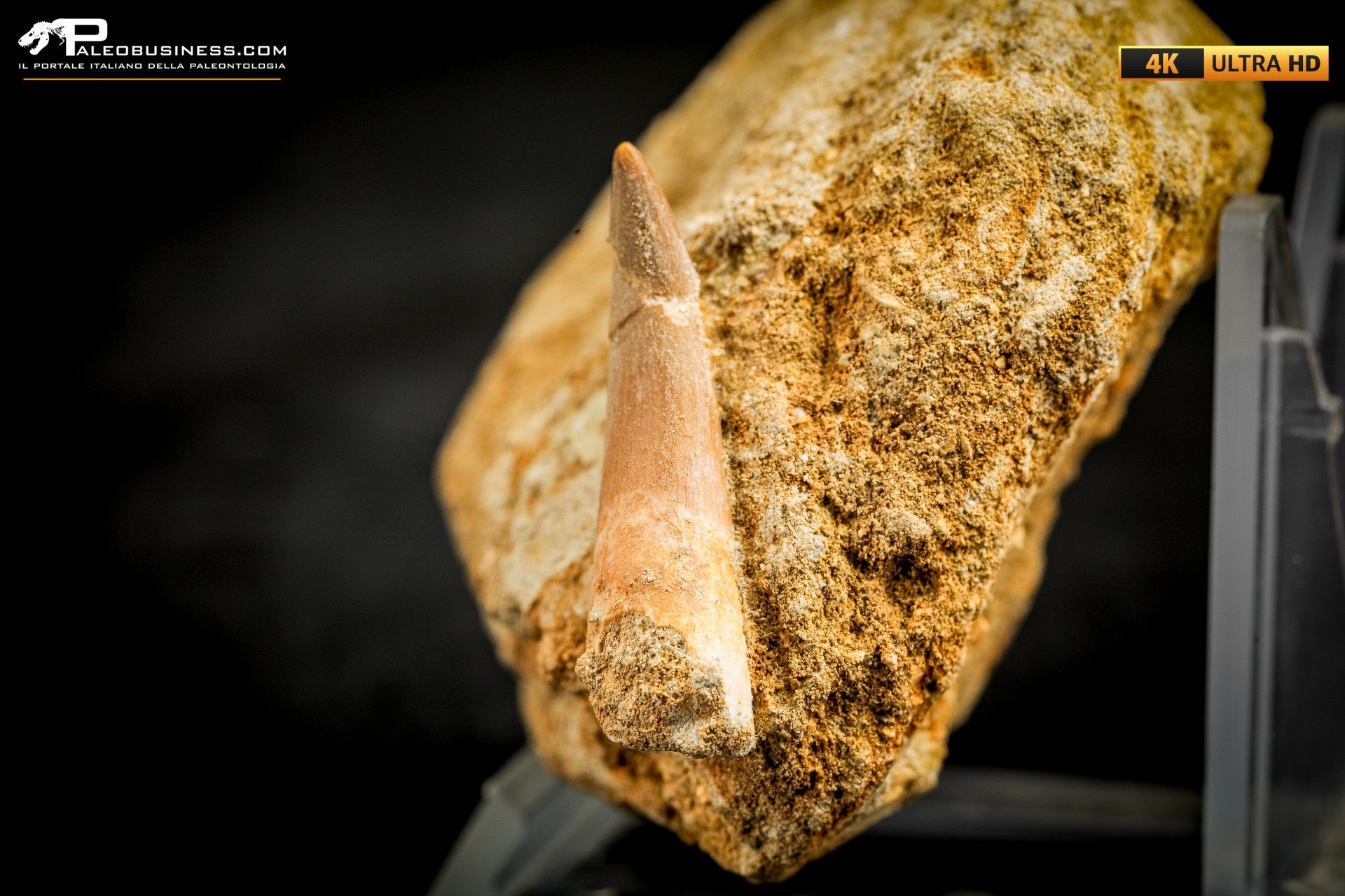 Dente di Zarafasaura oceanis in matrice – Plesiosauro