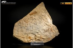 Lastra con cistoide e ofiuroidei