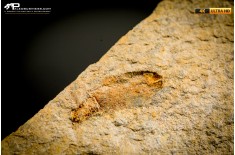 Lastra con cistoide e ofiuroidei