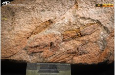 Ascocystites sp.