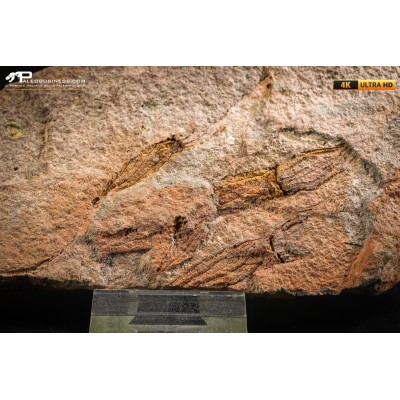 Ascocystites sp.