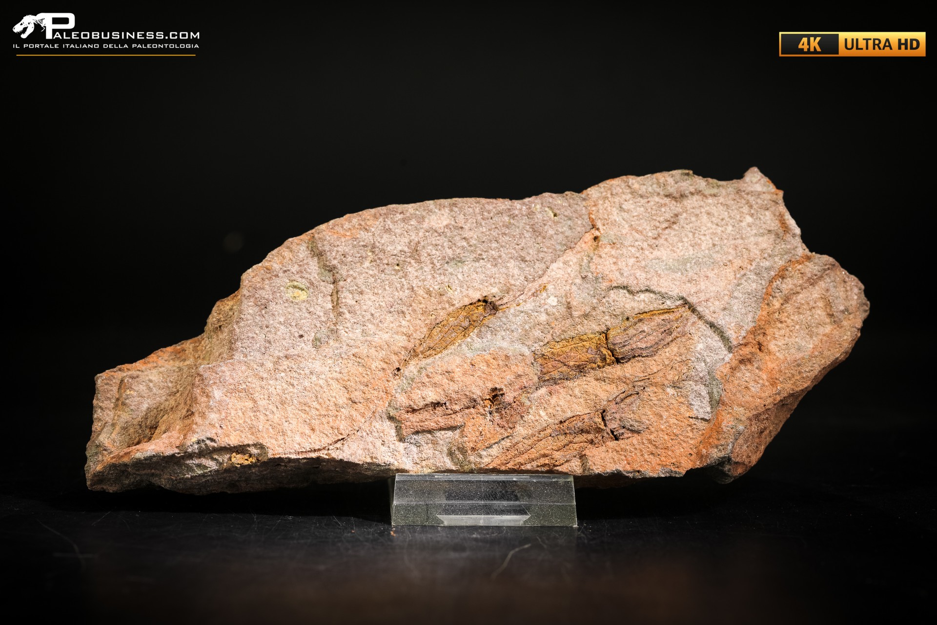 Ascocystites sp.