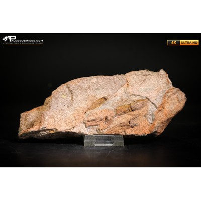 Ascocystites sp.