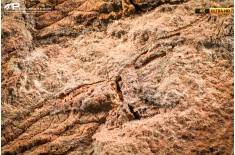 Ascocystites sp.