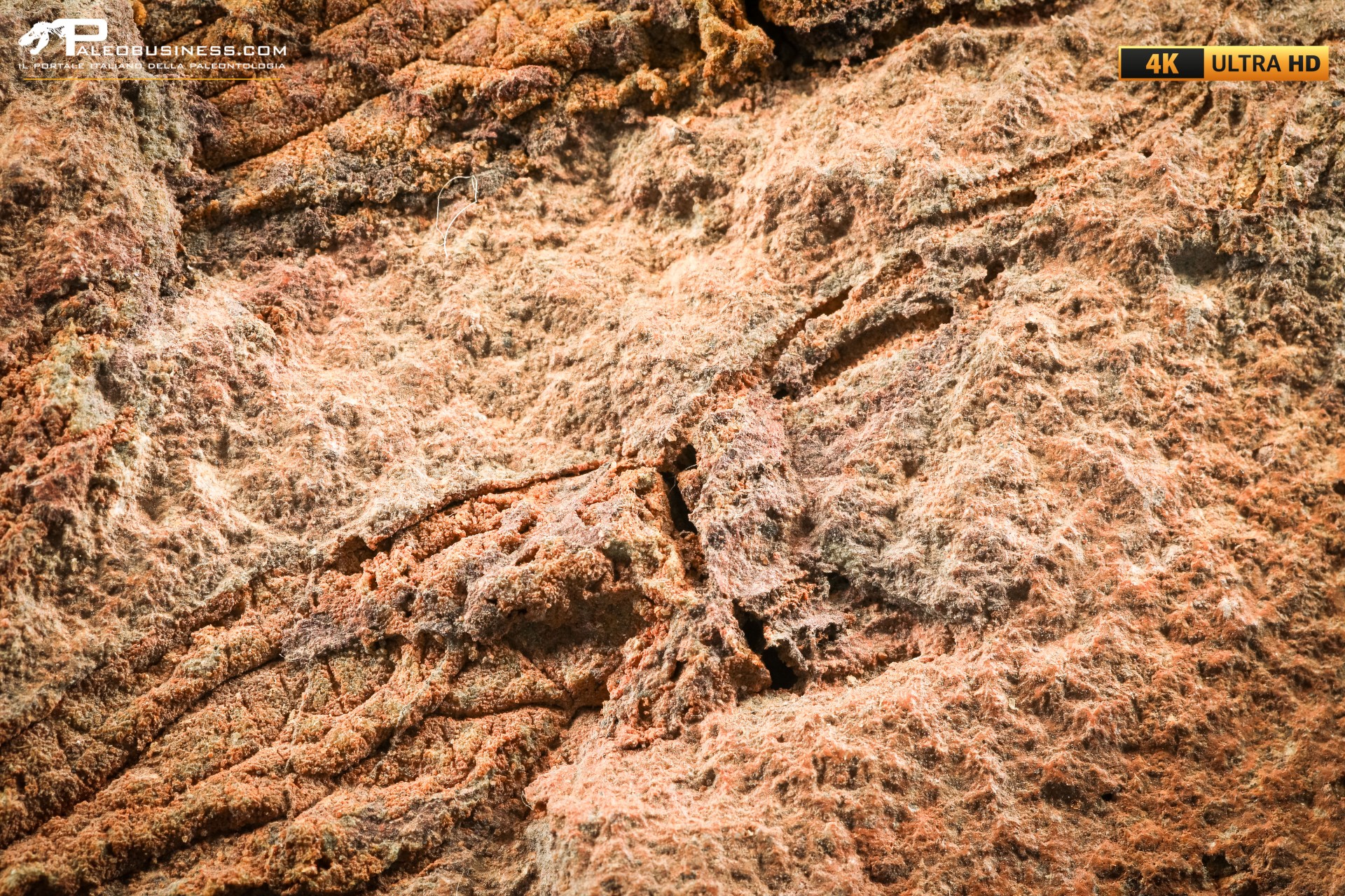 Ascocystites sp.