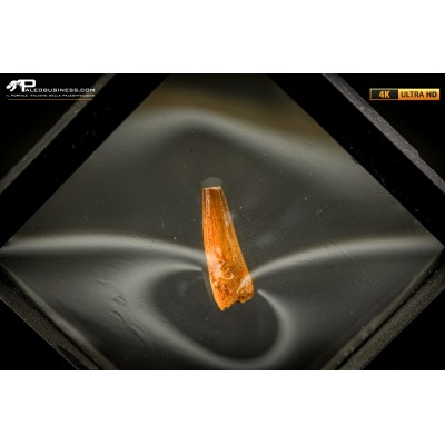 Dente fossile di coccodrillo indeterminato