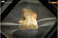 Dente fossile di Squalicorax con patologia