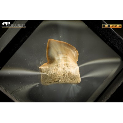 Dente fossile di Squalicorax con patologia