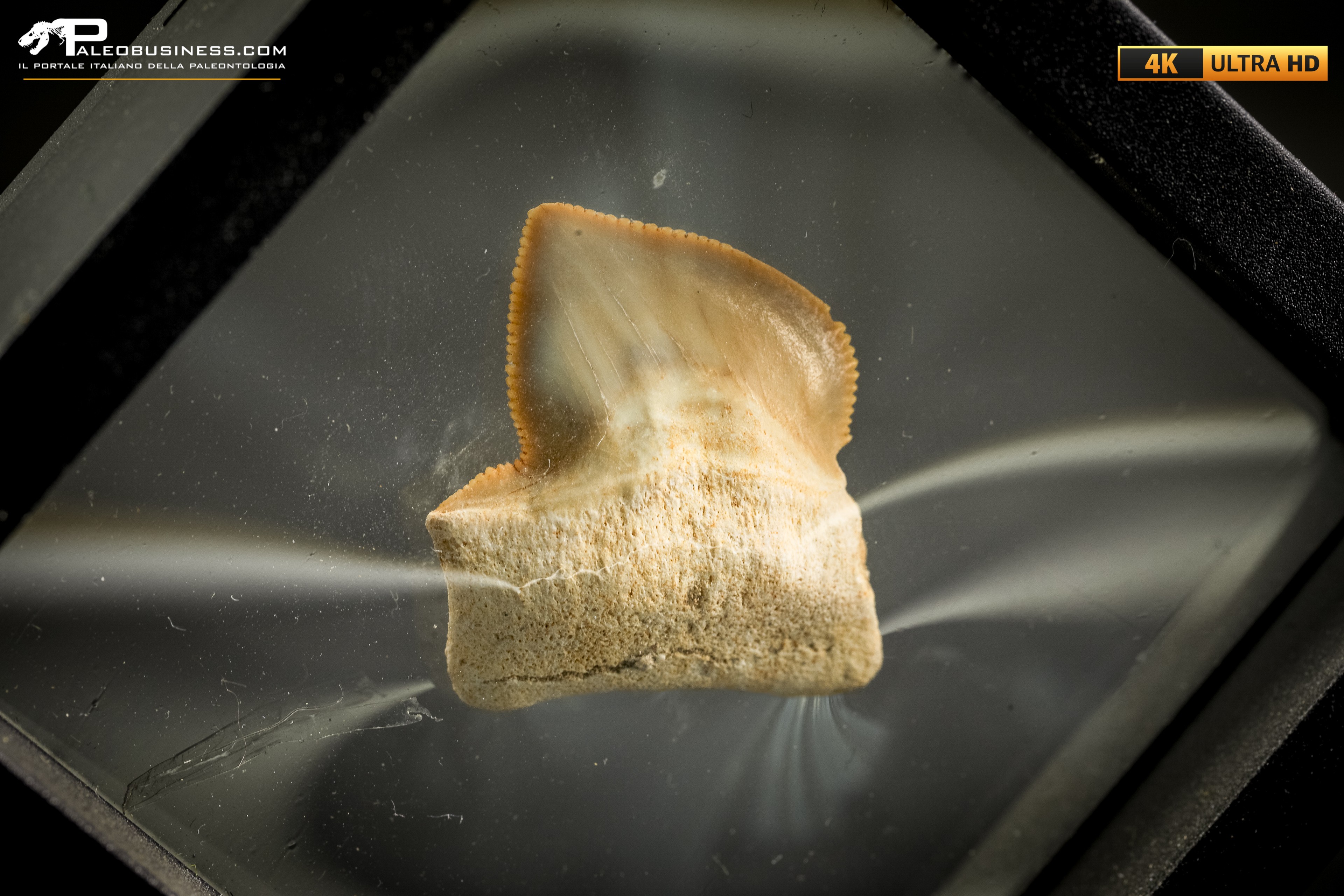 Dente fossile di Squalicorax con patologia