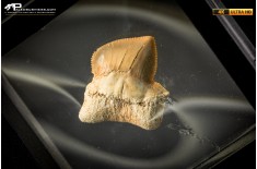 Dente fossile di Squalicorax con patologia