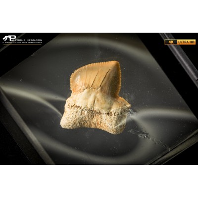 Dente fossile di Squalicorax con patologia