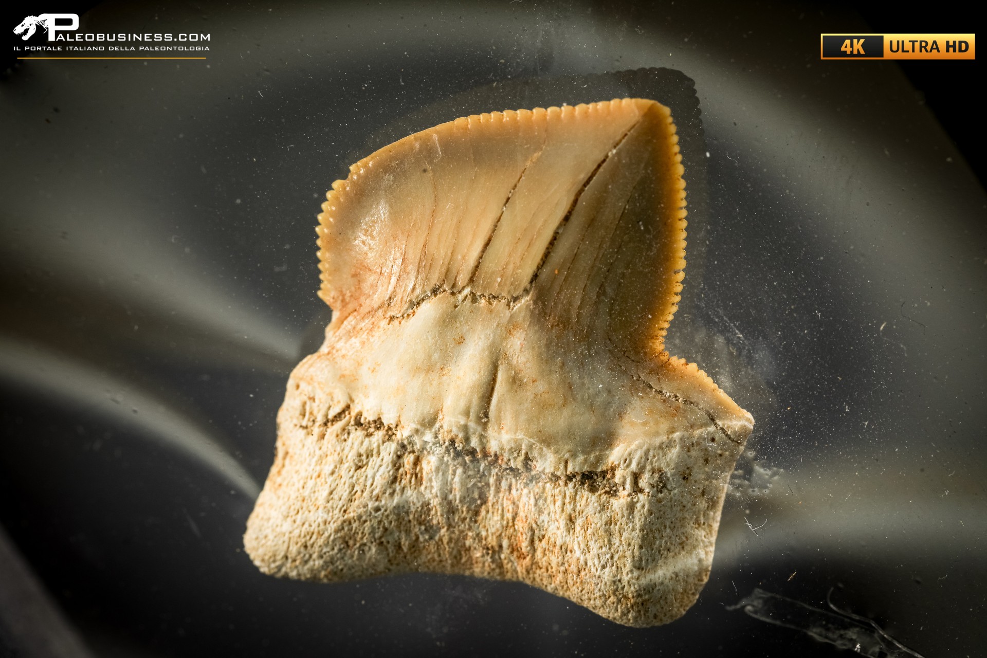 Dente fossile di Squalicorax con patologia