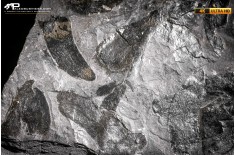 Neuropteris sp.