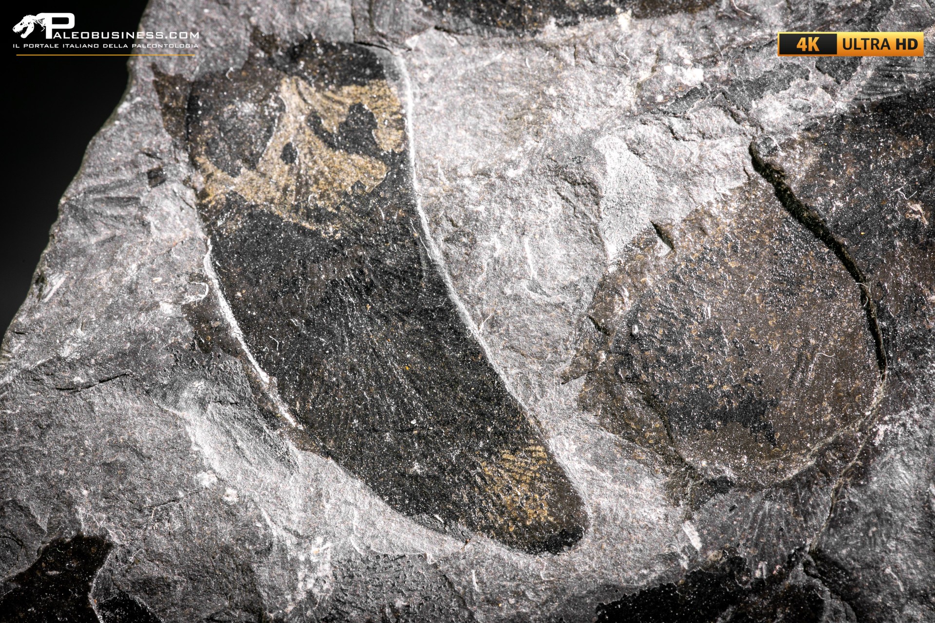 Neuropteris sp.