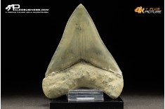 Dente di megalodonte (Carcharocles/Otodus megalodon)