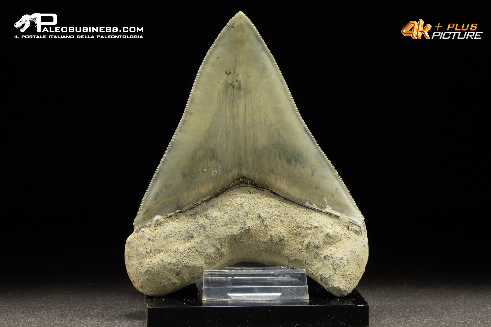 Dente di megalodonte (Carcharocles/Otodus megalodon)