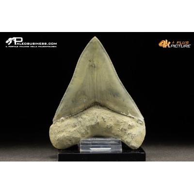 Dente di megalodonte (Carcharocles/Otodus megalodon)