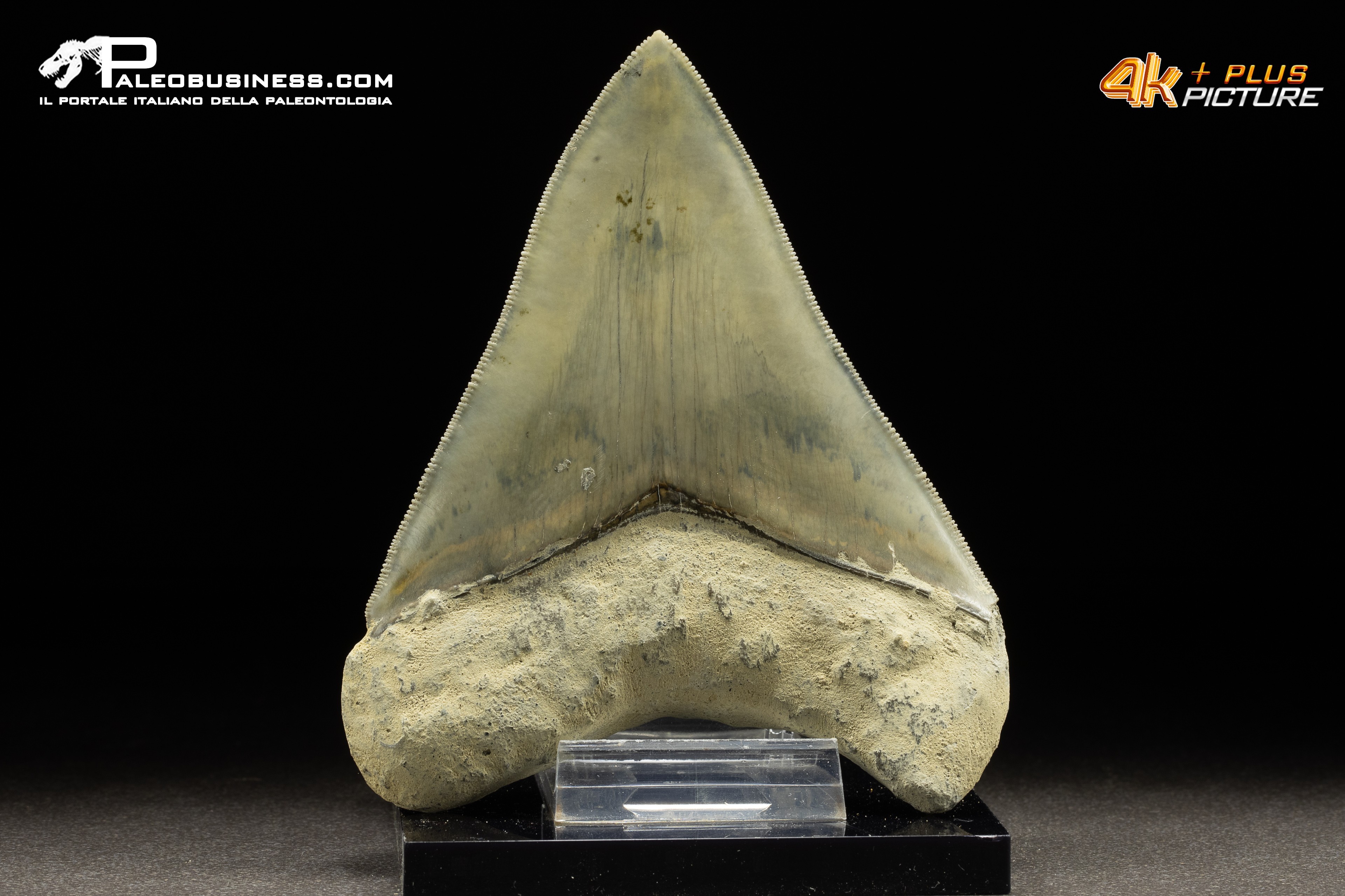 Dente di megalodonte (Carcharocles/Otodus megalodon)