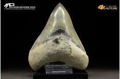 Dente di megalodonte (Carcharocles/Otodus megalodon)