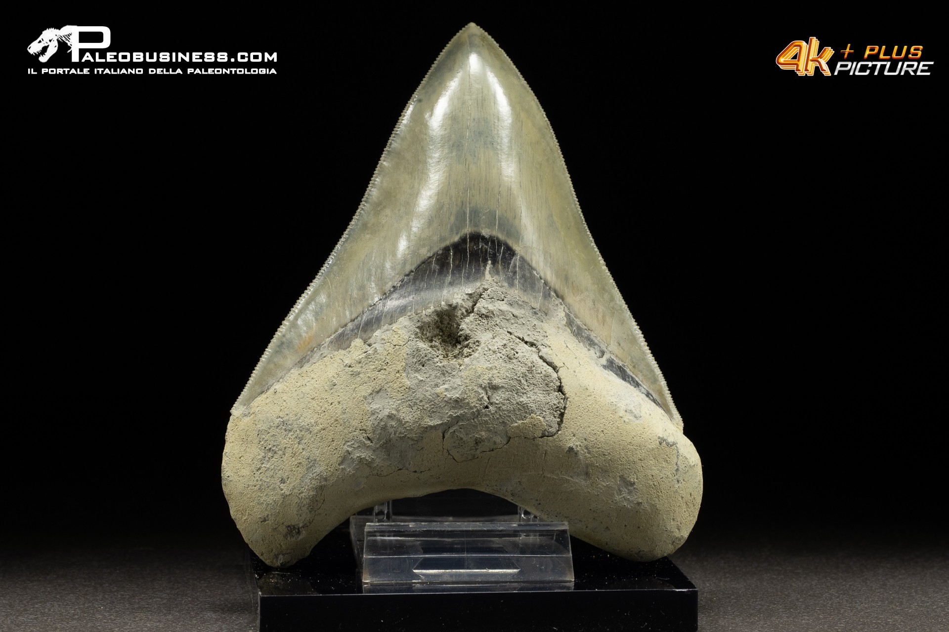 Dente di megalodonte (Carcharocles/Otodus megalodon)