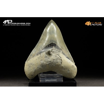 Dente di megalodonte (Carcharocles/Otodus megalodon)