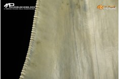 Dente di megalodonte (Carcharocles/Otodus megalodon)