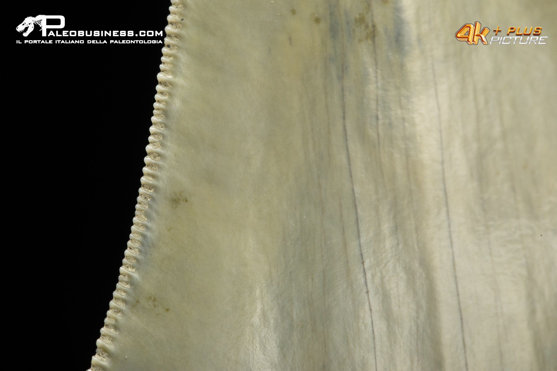 Dente di megalodonte (Carcharocles/Otodus megalodon)