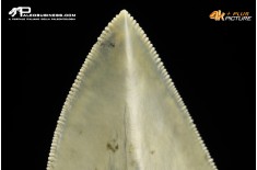 Dente di megalodonte (Carcharocles/Otodus megalodon)