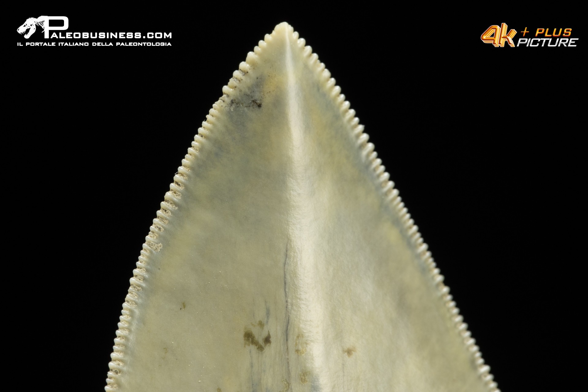 Dente di megalodonte (Carcharocles/Otodus megalodon)