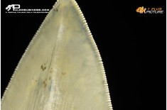 Dente di megalodonte (Carcharocles/Otodus megalodon)