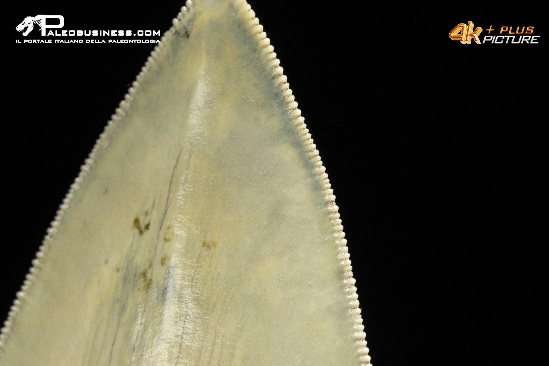 Dente di megalodonte (Carcharocles/Otodus megalodon)
