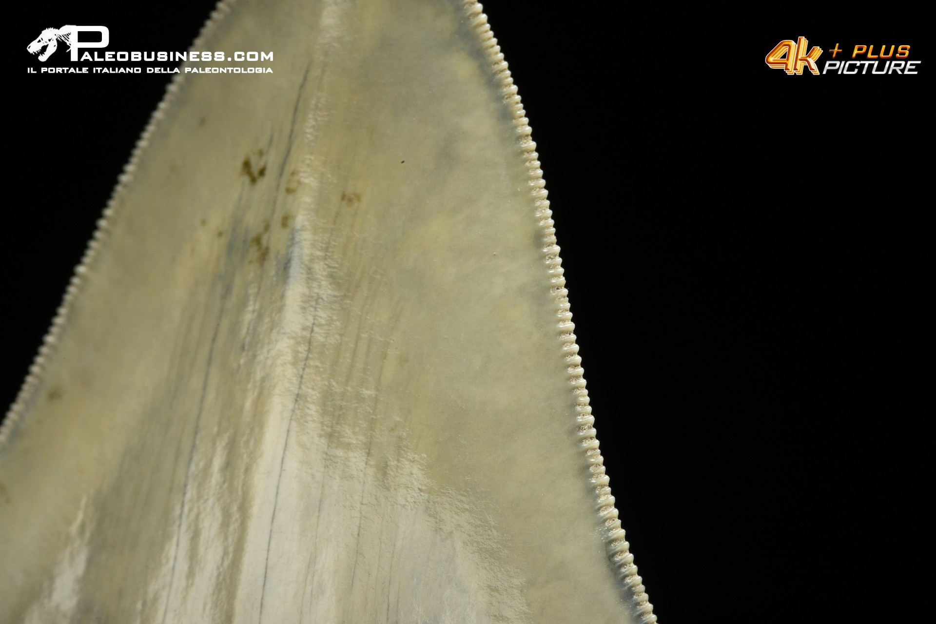 Dente di megalodonte (Carcharocles/Otodus megalodon)