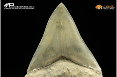 Dente di megalodonte (Carcharocles/Otodus megalodon)